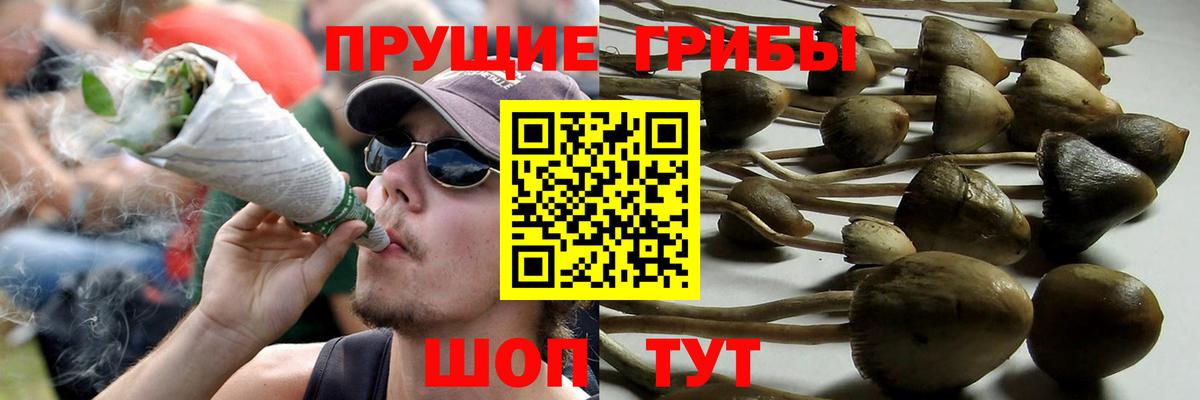наркошоп  Вход с VPN  Псилоцибиновые грибы MAGIC MUSHROOMS  Моздок  Псилоцибиновые грибы GOLDEN TEACHER 
